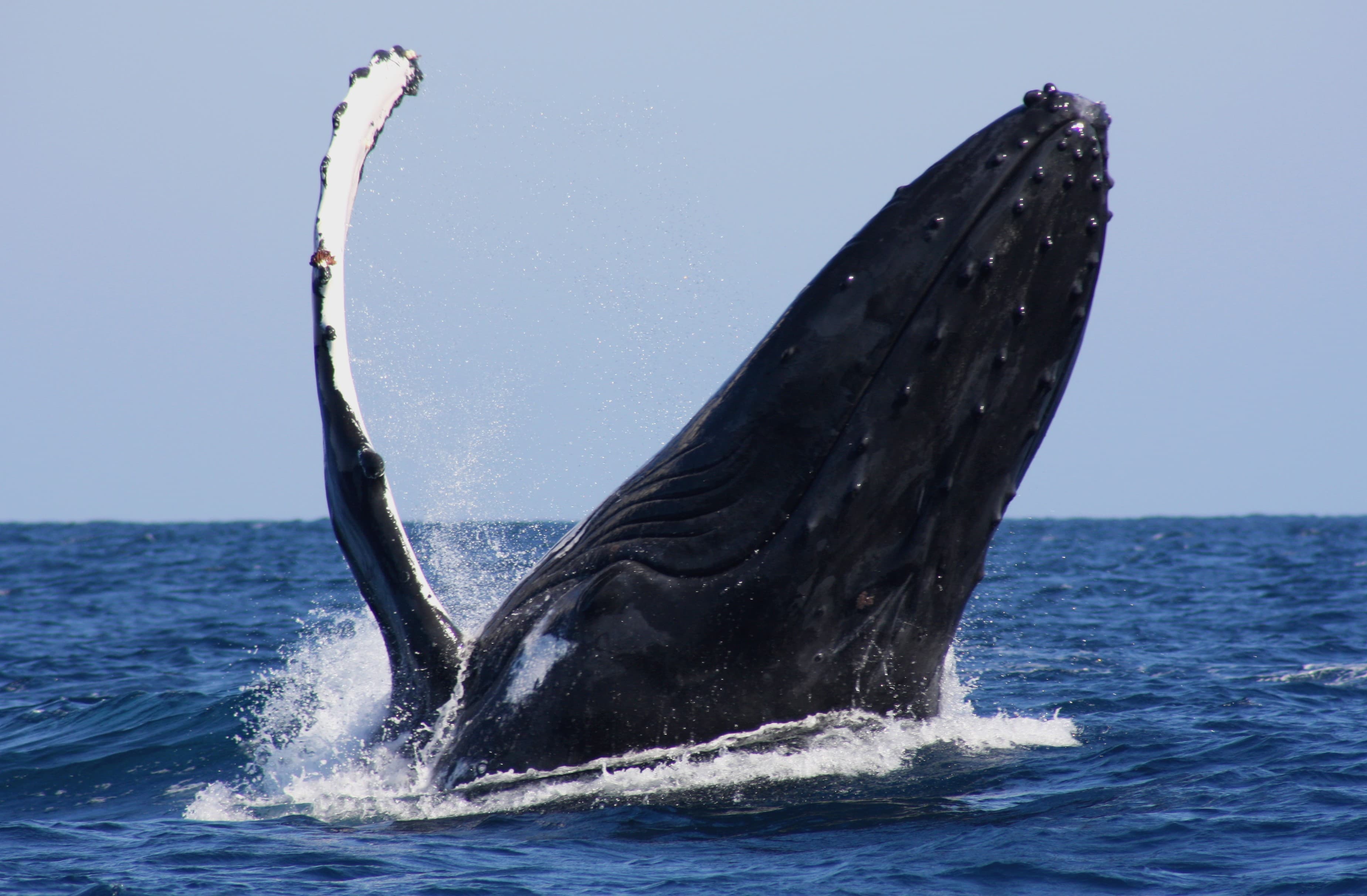 Baleine pectorale