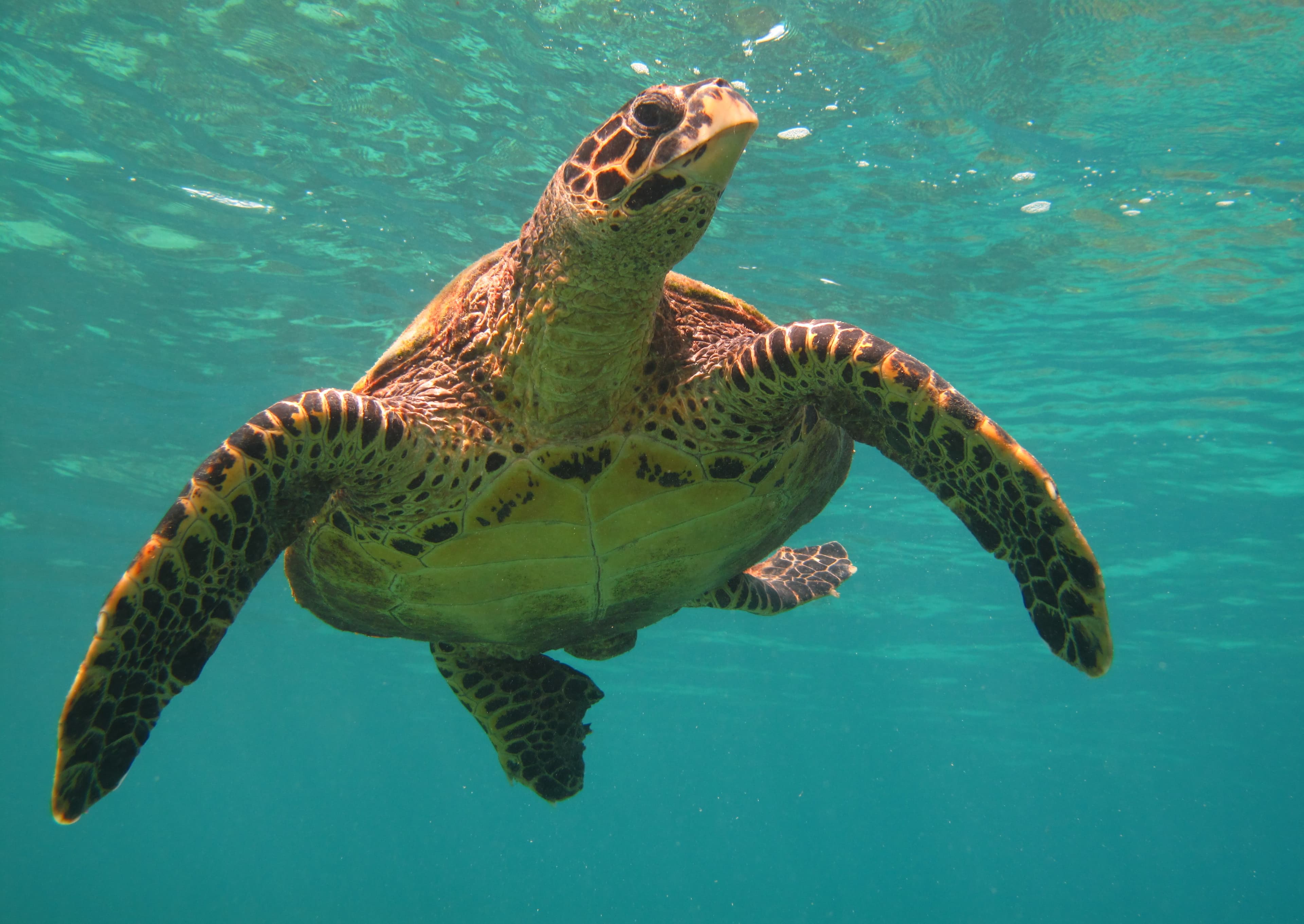 Tortue Tanikely